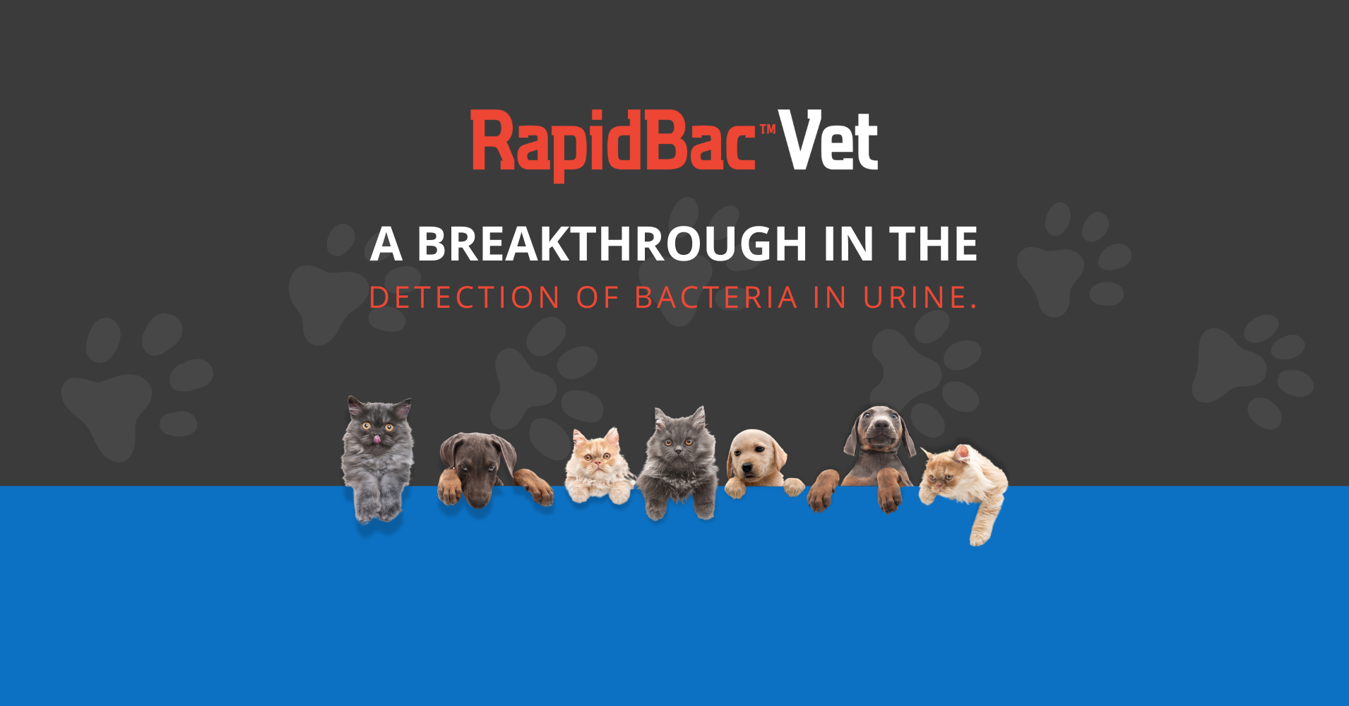 RapidBac™ Vet Test Kits Box of 10 Tests 🛒 Silver Lake Research